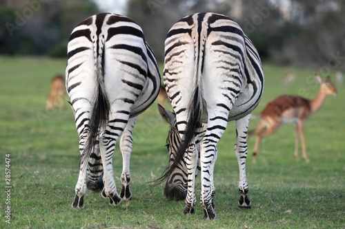 Zebra Backsides