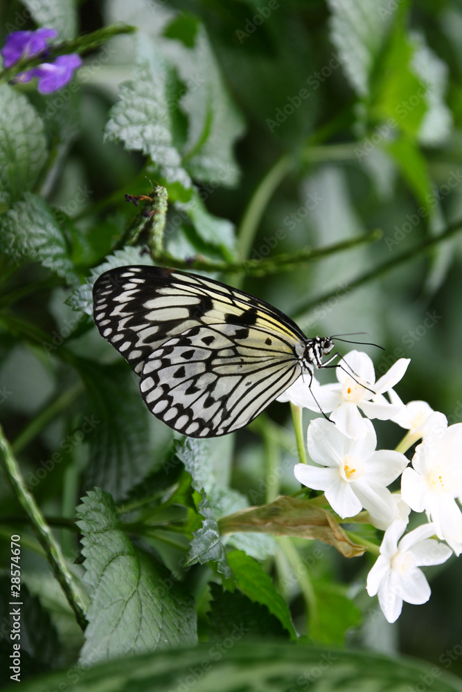 White butterfly over white flower. White butterfly over white flower.