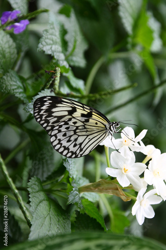White butterfly over white flower.