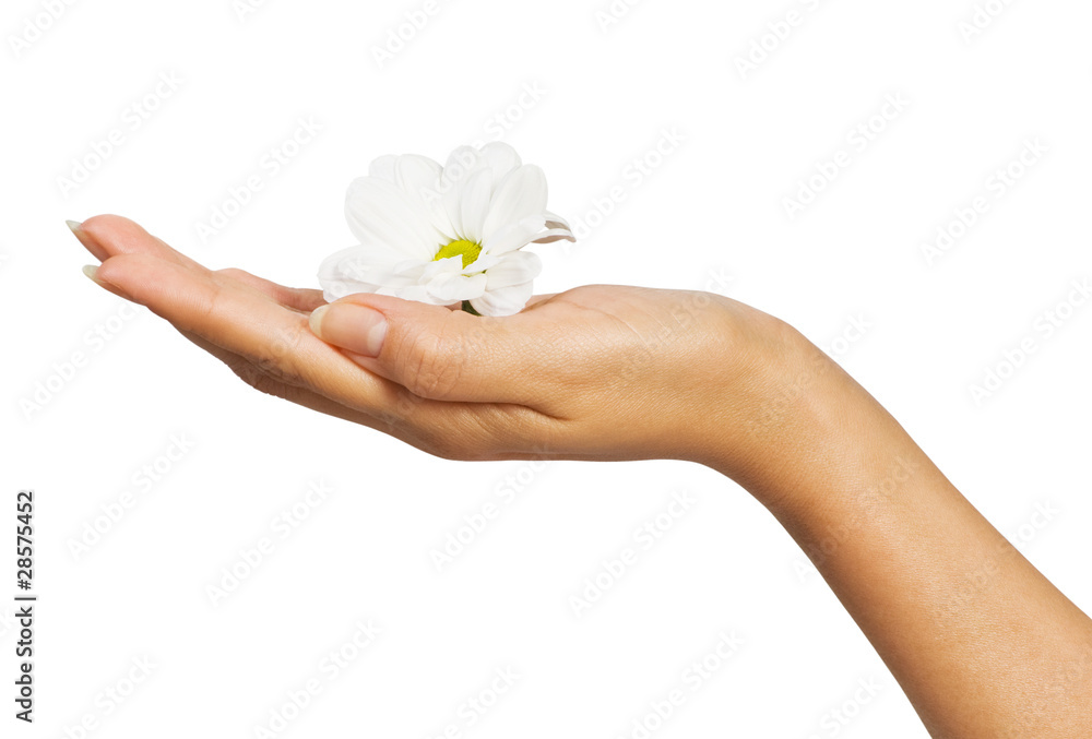 beautiful female hand with flowers beautiful female hand with flowers