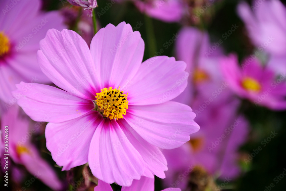 cosmos cosmos