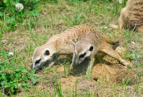 Two meerkat (S. Suricata) babies dig photo