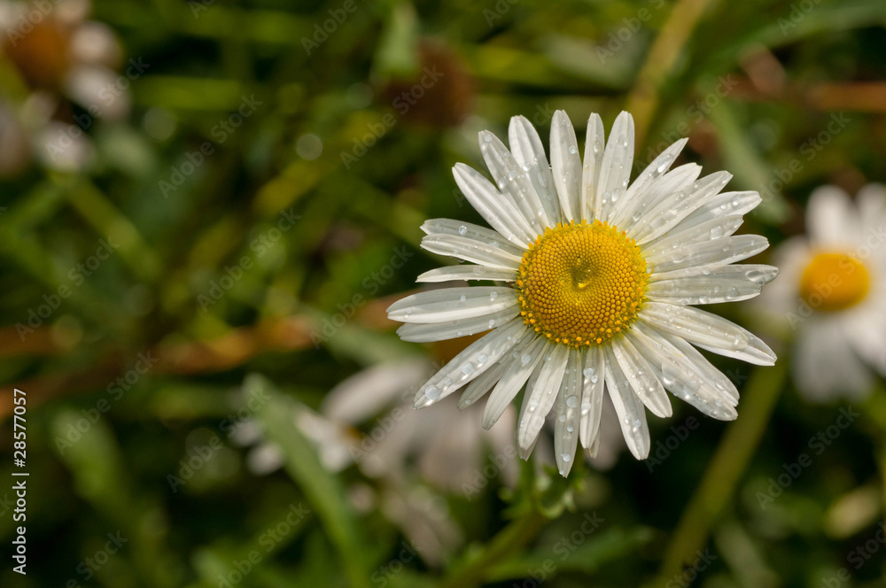 Fototapeta premium Shasta Daisies