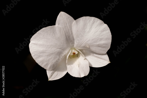 White Ochid