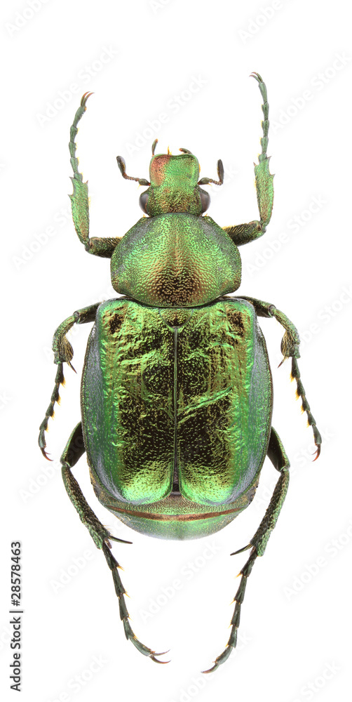 Gnorimus nobilis Gnorimus nobilis
