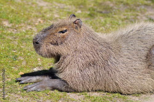 Portrait d'un Capybara vu de profil sur l'herbe photo