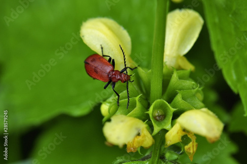 Roter Käfer auf gelber Nessel © motivjaegerin1