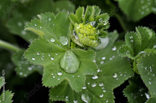 Frauenmantel im Regen