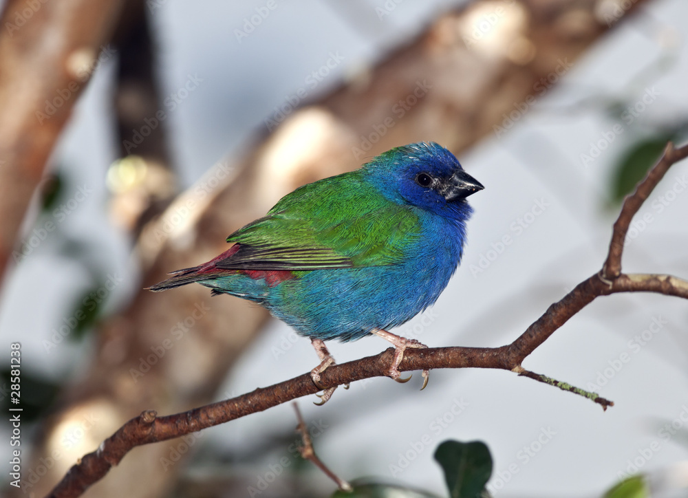 Obraz premium Forbes Parrot Finch