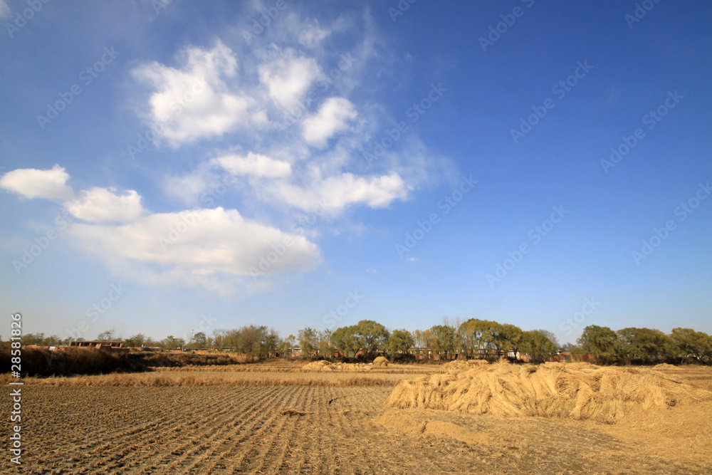 Obraz premium the field scenery