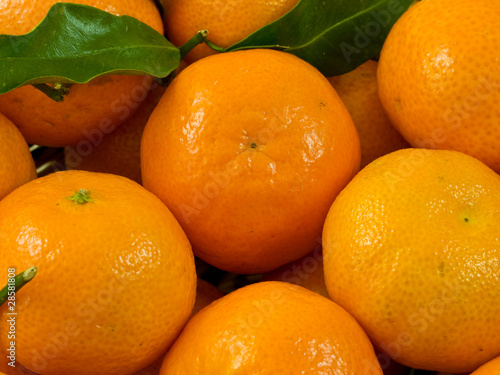 The tangerines