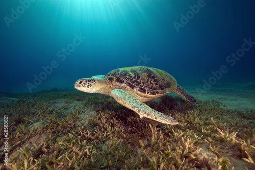 male green turtle.