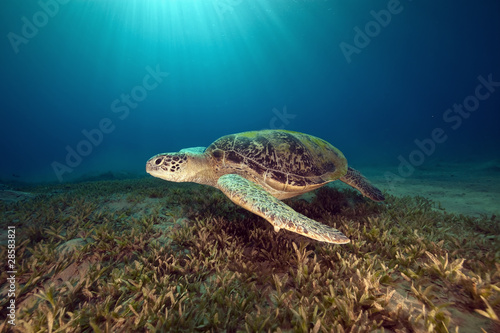 Φωτογραφία male green turtle.