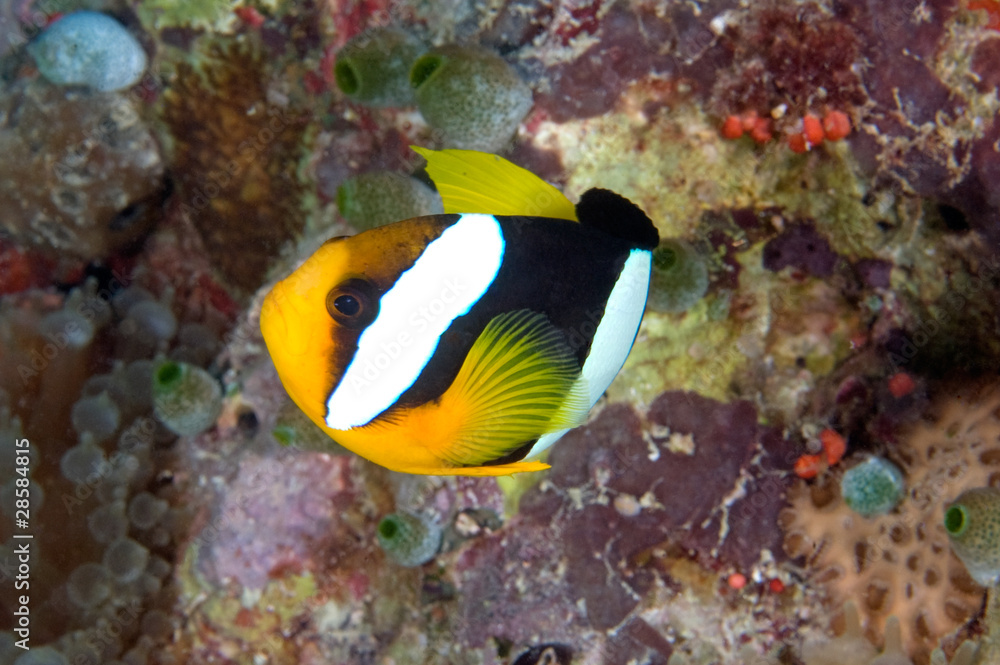 Obraz premium Clarkii Anemonefish