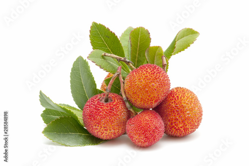 Tableau sur toile arbutus and arbutus leaves