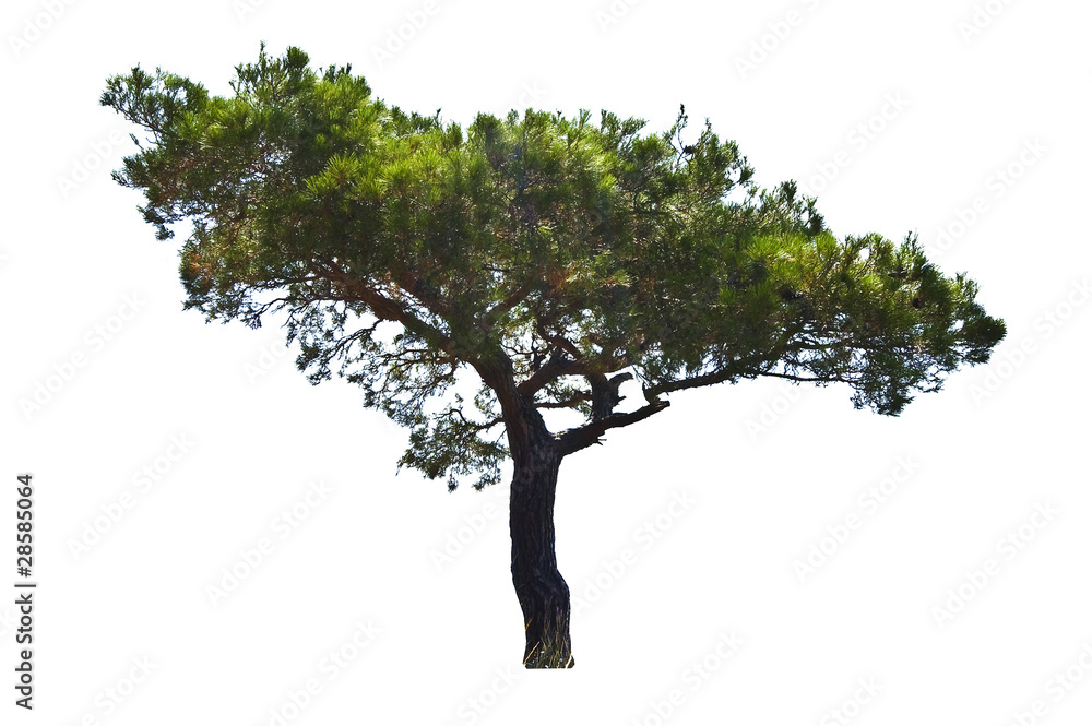 Obraz premium tree 5