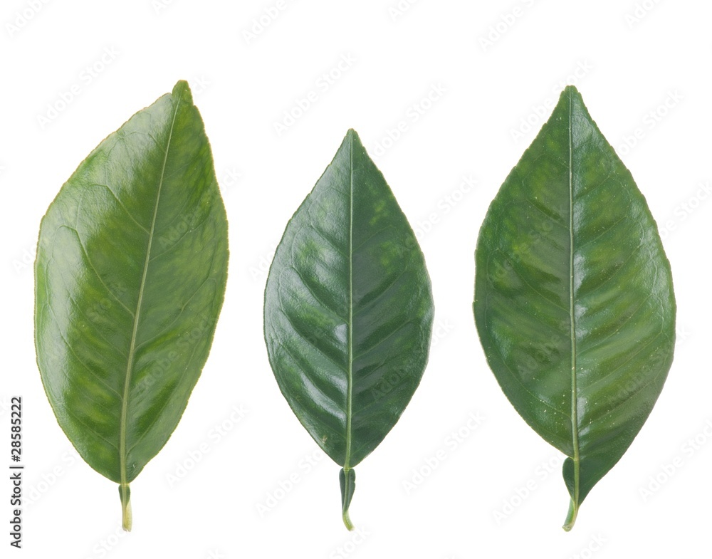 Obraz premium Orange leafs