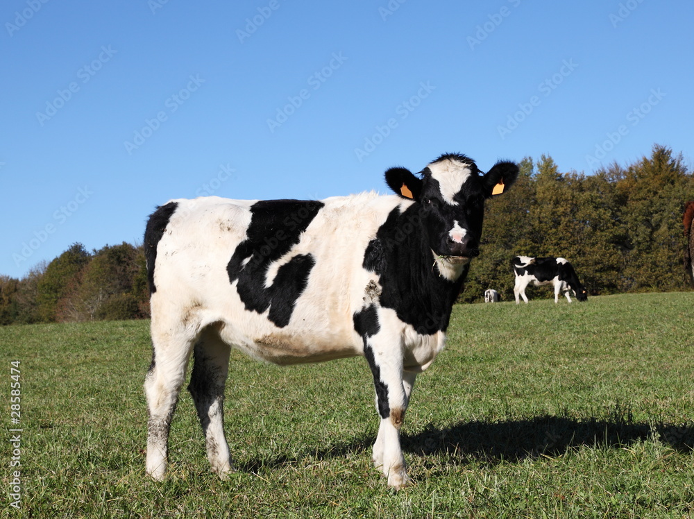 Black And White Holstein Friesian Dairy Cow