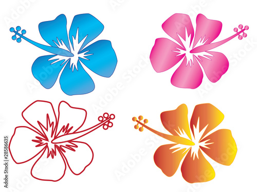 4 hibiscus