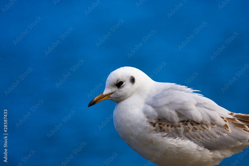 Seagull portrait