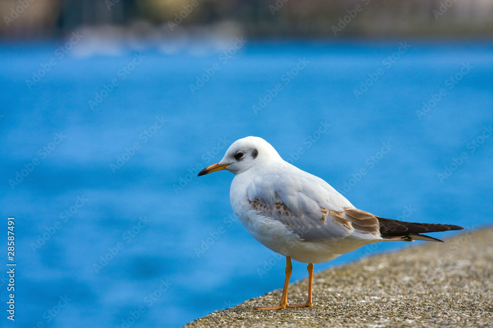 Obraz premium Seagull