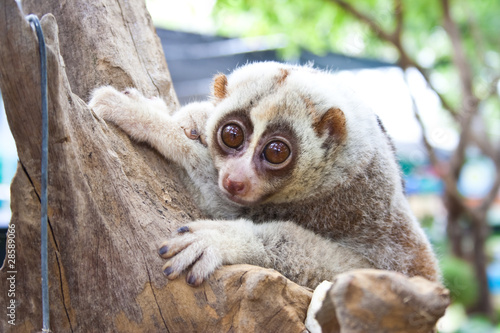 Slow Loris,Nycticebus coucang