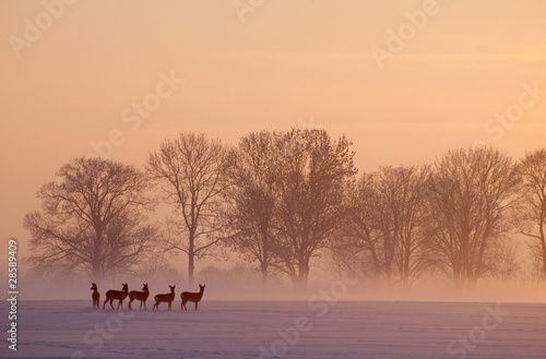 roe deer wintertime