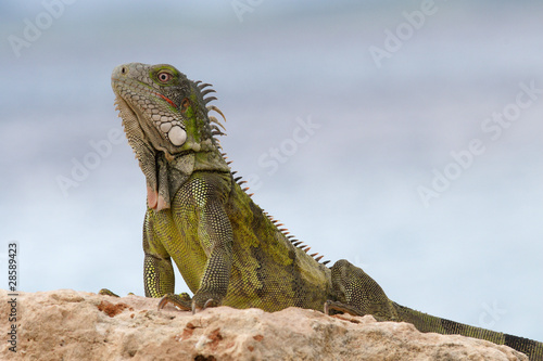 Green Iguana Basking - Bonaire, Netherlands, Antilles