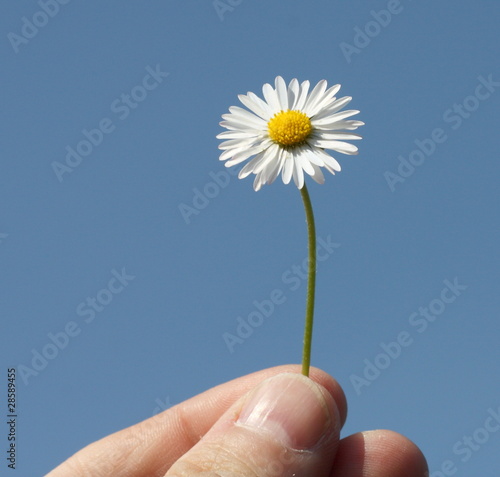ox-eye daisy