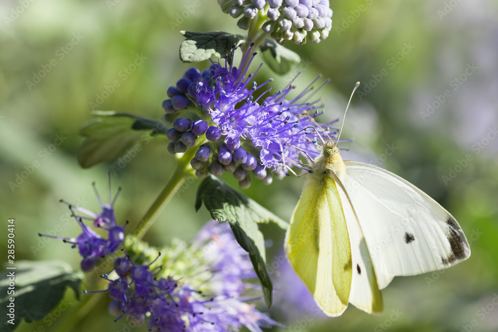 Fototapeta premium Butterfly Large white on Caryopteris or Bluebeard