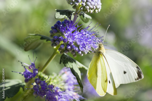 Butterfly Large white on Caryopteris or Bluebeard