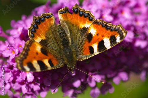 Small tortoiseshell on butterfly bush photo