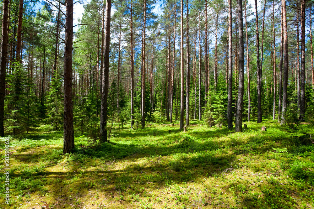 Summer forest Summer forest