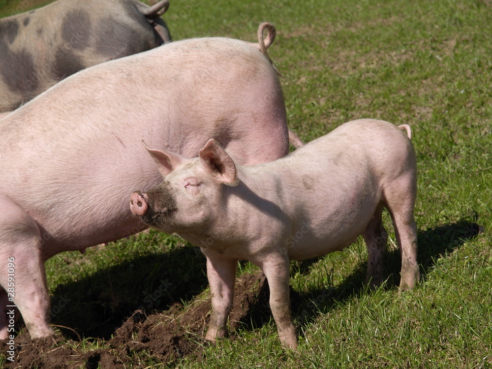 Schweine Schweine