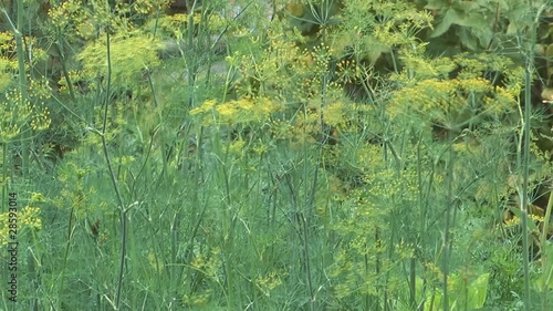 HD 1080 closeup shot of inflorescence dill sway in wind.