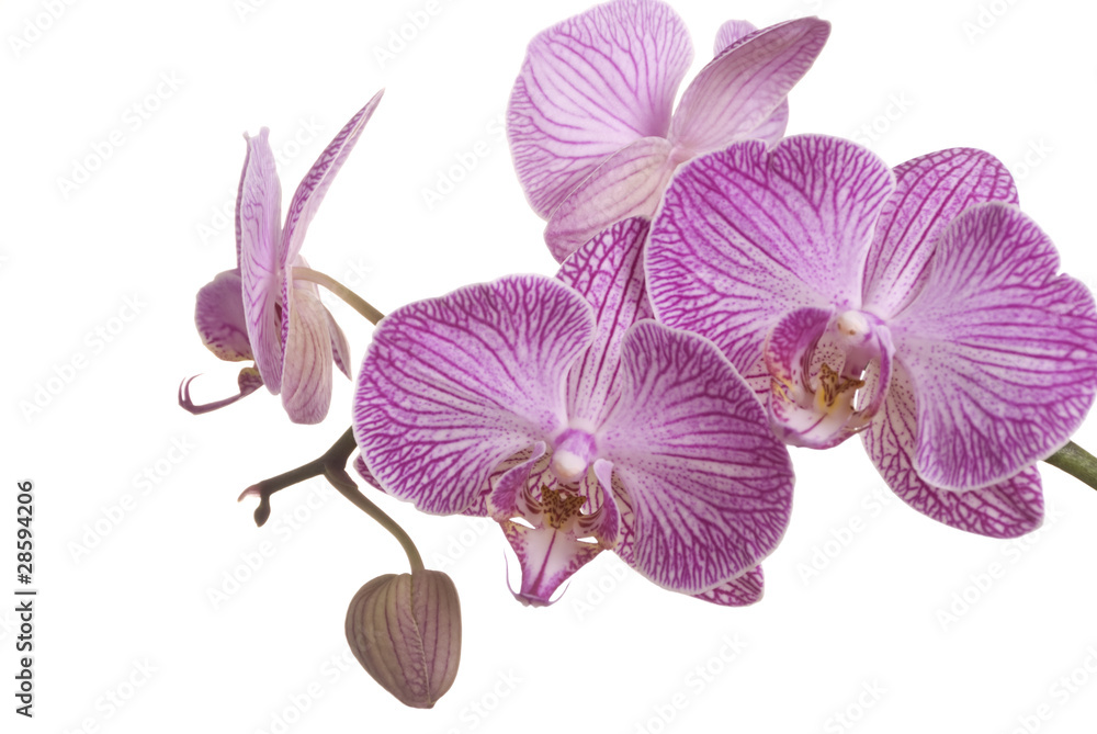 Fototapeta premium Orchid