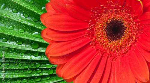 red flower and green leaf with dew