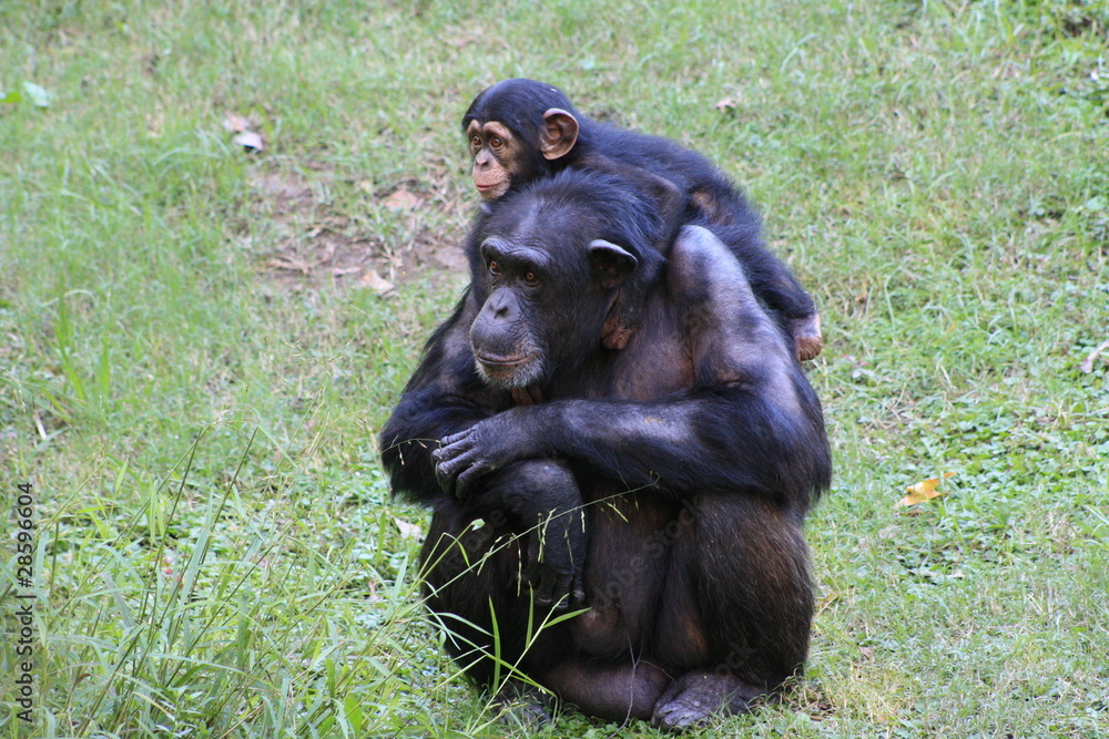 Chimp Family Chimp Family
