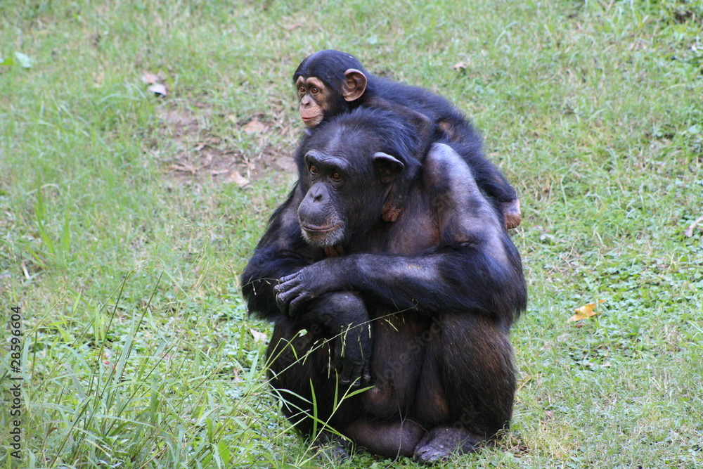 Naklejka premium Chimp Family