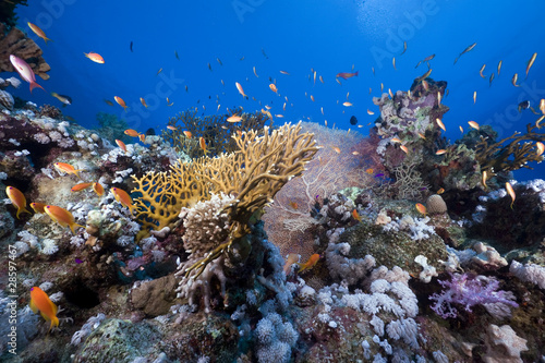 Tropical marine life in the Red Sea.