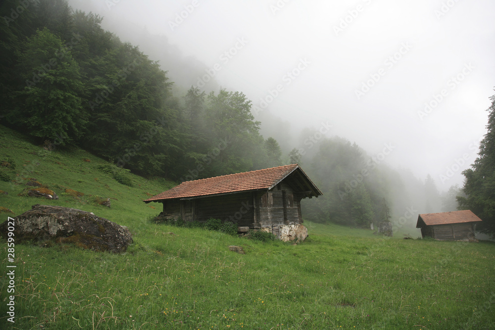 Mist covering the pine trees in the mountain Mist covering the pine trees in the mountain