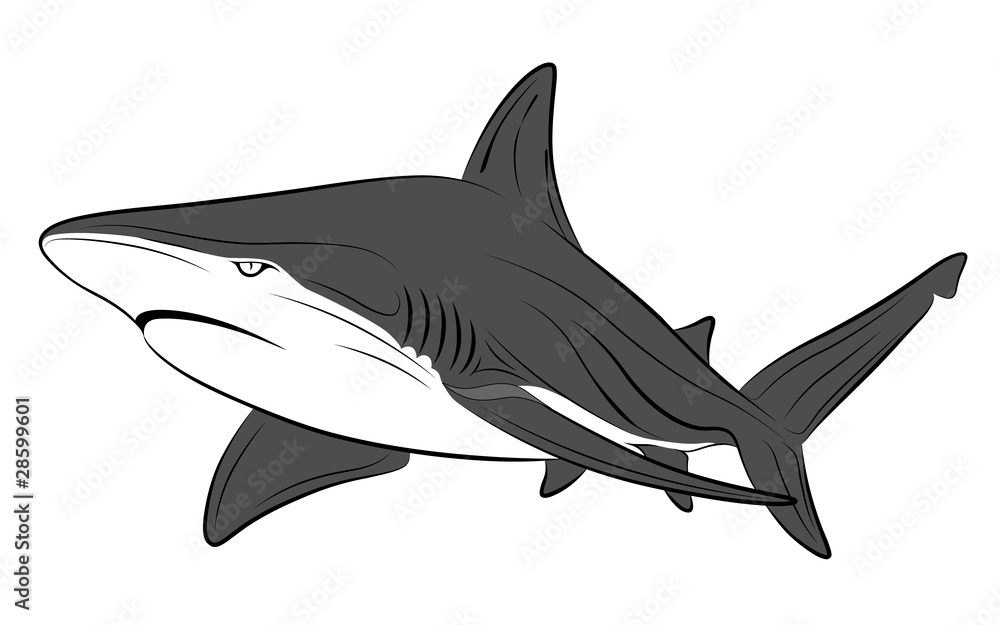 Obraz premium Vector shark, tattoo