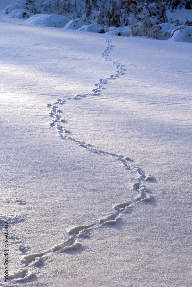 Animal tracks in snow Animal tracks in snow