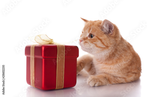Kitten and gift box on a white background. © Dmitriy Melnikov