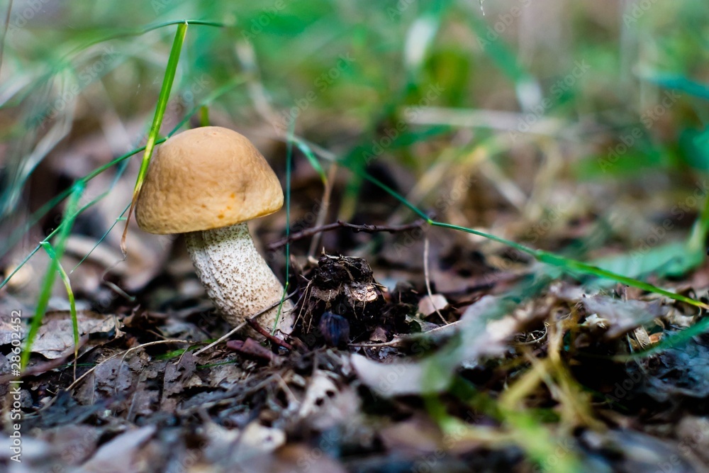 mushroom mushroom