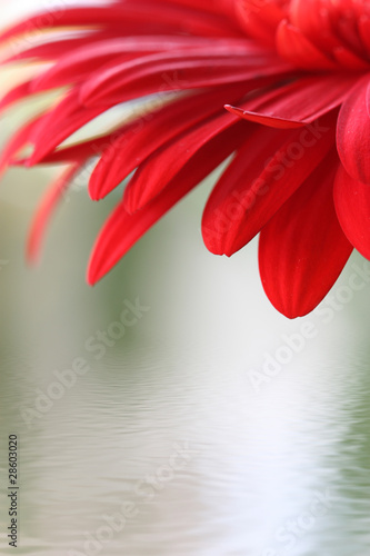 Closeup of red flower with water