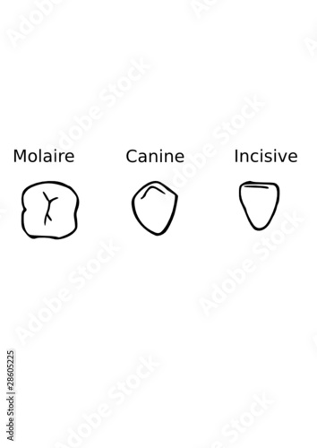 Dents type