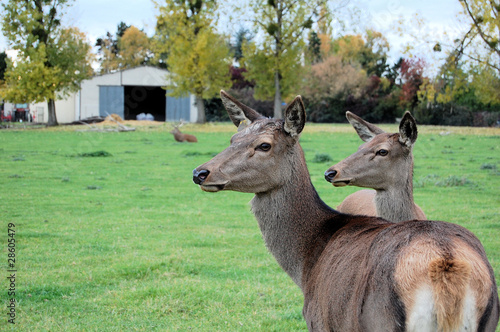 Deux cerfs photo