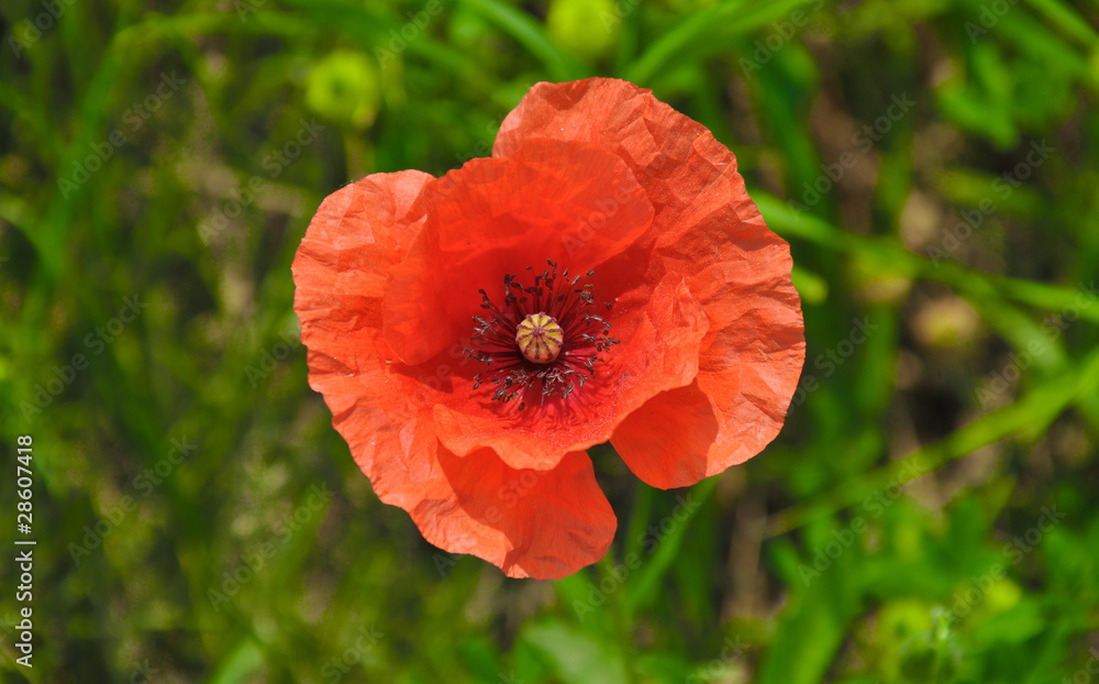 Poppy closeup Poppy closeup