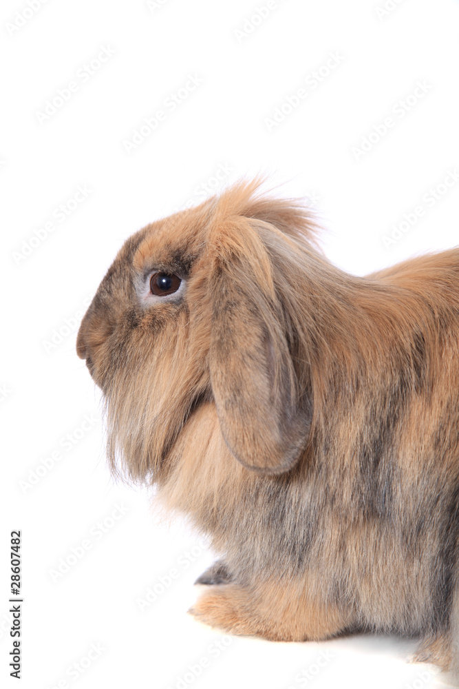 Fototapeta premium Zwergkaninchen / freigestellt